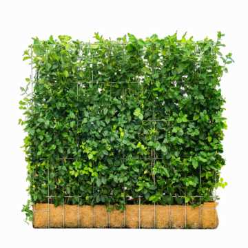 Euonymus Hedging Screen (Euonymus fortunei 'Dart's Blanket') 100cm high, 120cm wide, 20cm deep (Pre Order July)